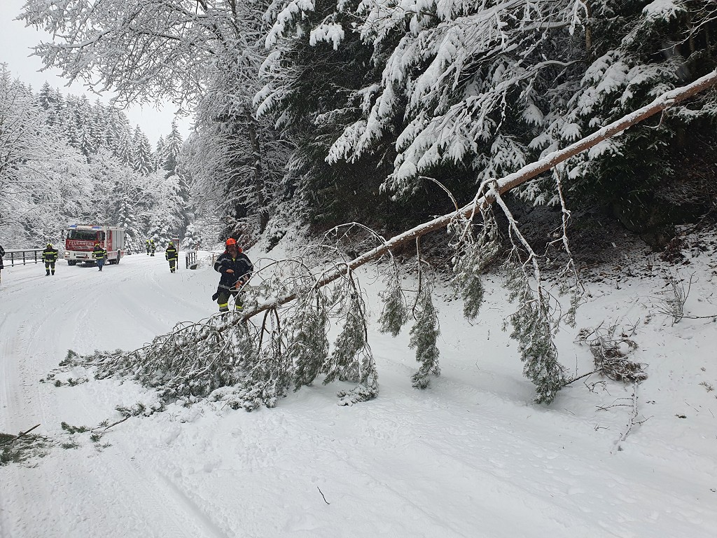 Baum über Landesstraße