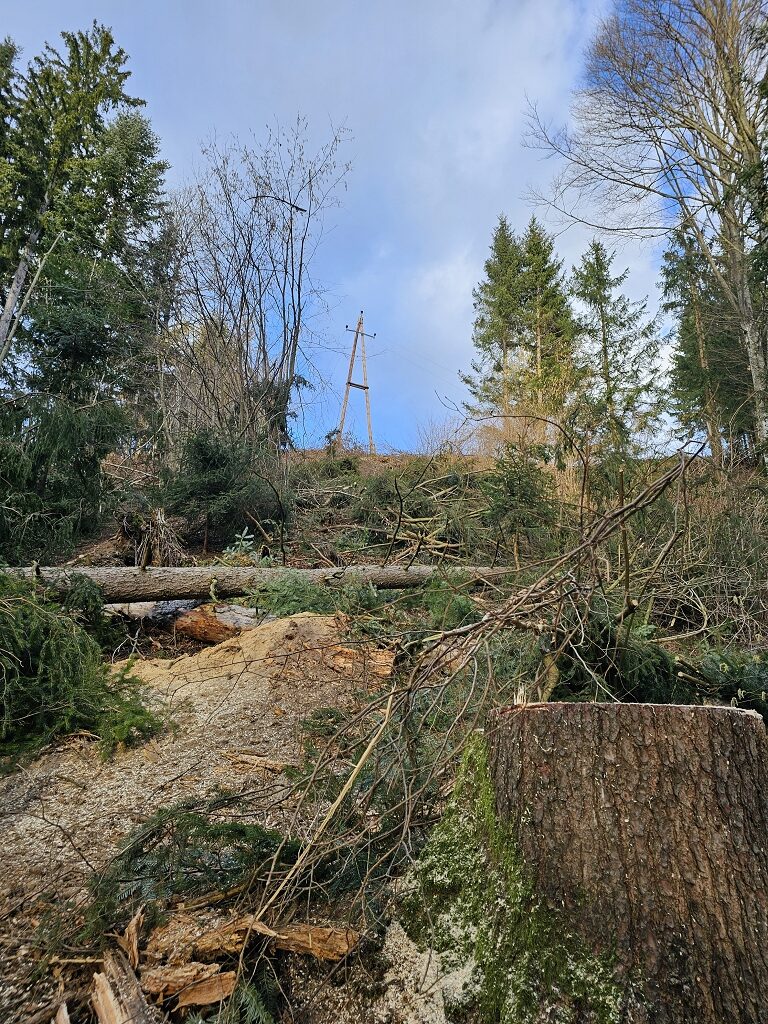 Baum auf Stromleitung