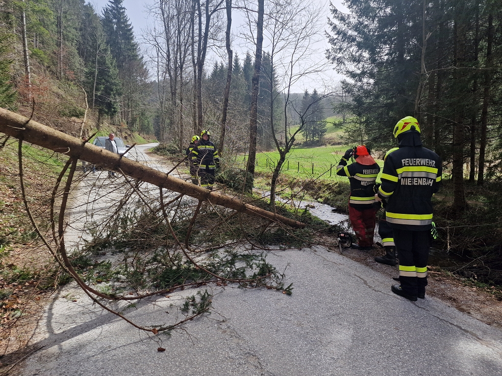 Baum über Straße