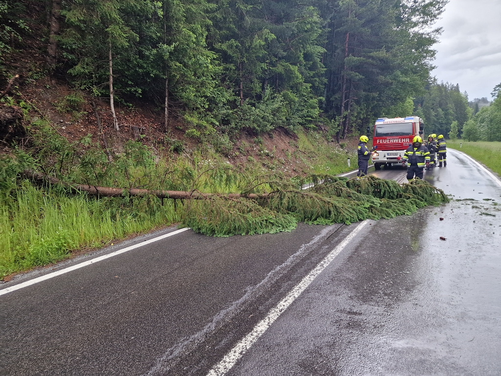 Baum über Landesstraße