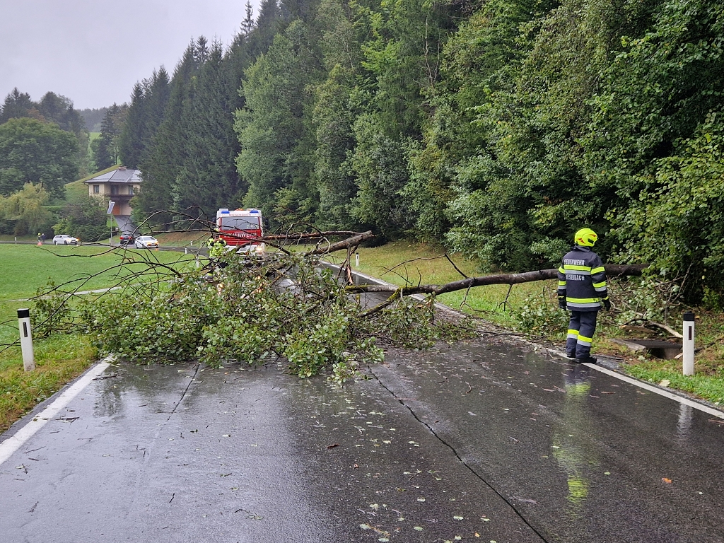 Bäume über Landesstraße