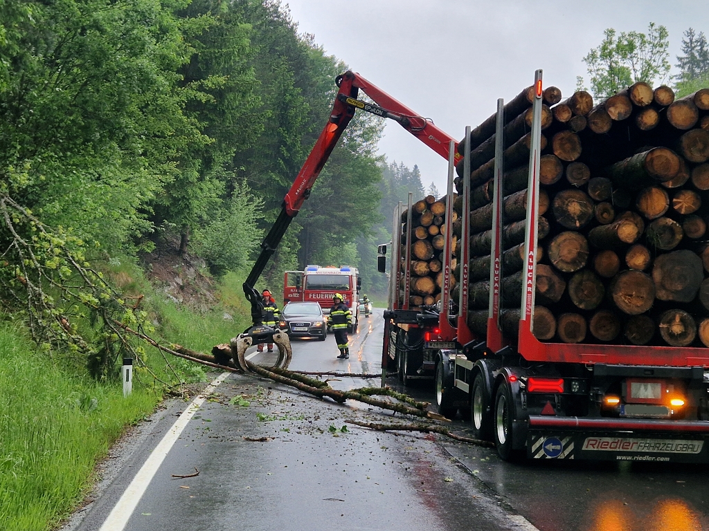 Bäume über Landesstraße